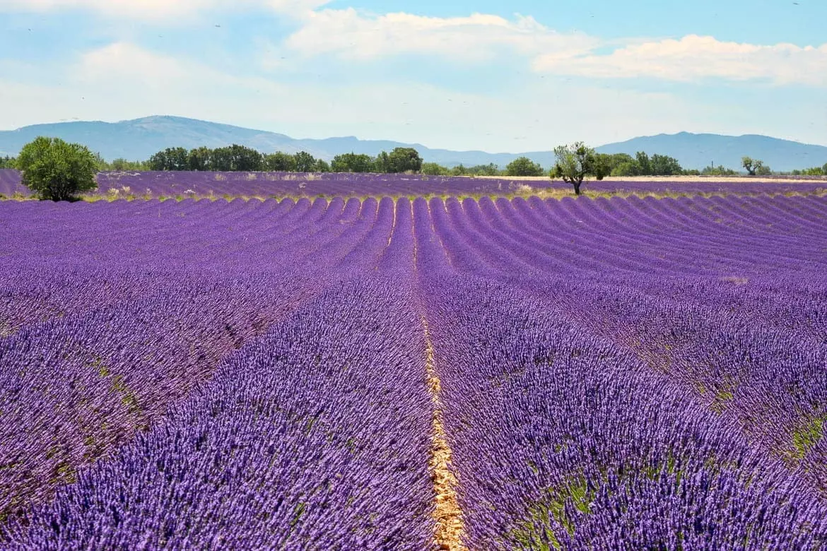 Rangées de lavande en fleurs sur le plateau de Valensole en Provence Rangées de lavande en fleurs sur le plateau de Valensole en Provence