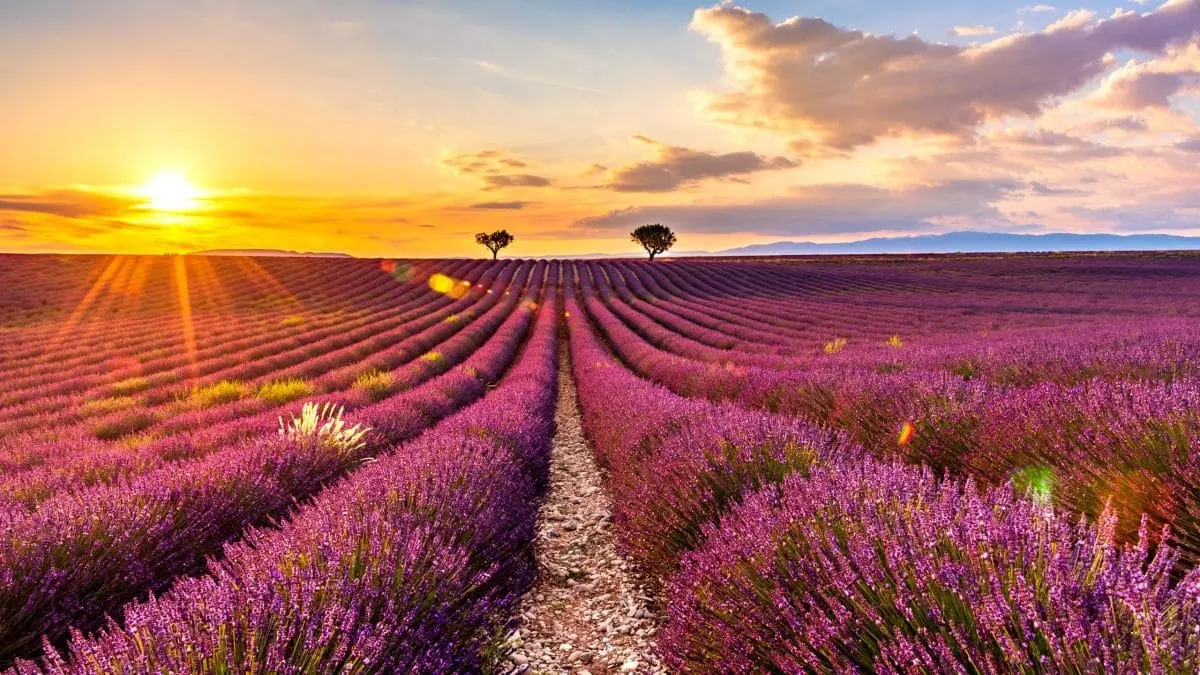 Lavender fields on the Valensole plateau Lavender fields on the Valensole plateau