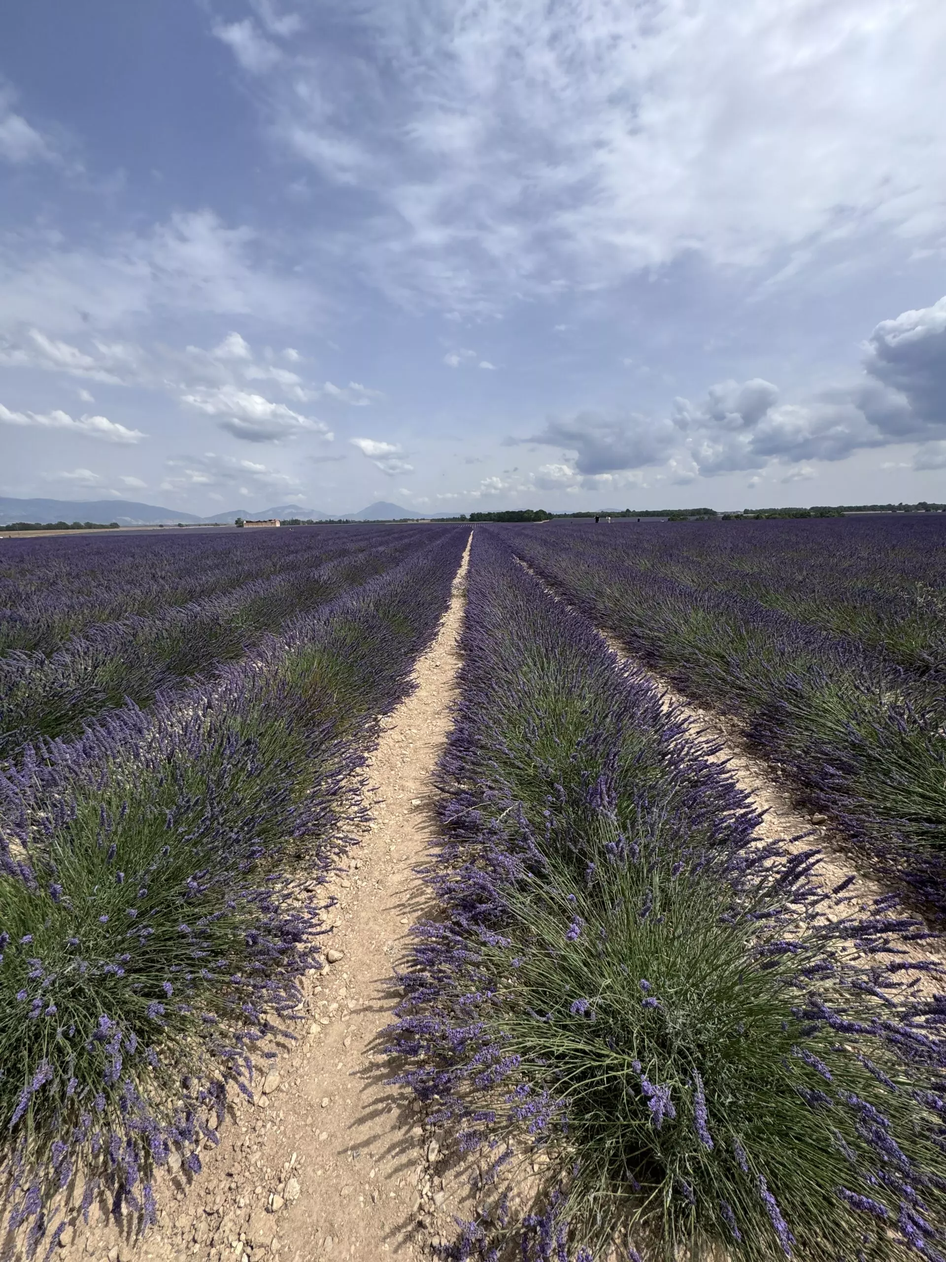 Rangées de lavande à perte de vue sur le plateau de Valensole avec perspective fuyante Rangées de lavande à perte de vue sur le plateau de Valensole avec perspective fuyante