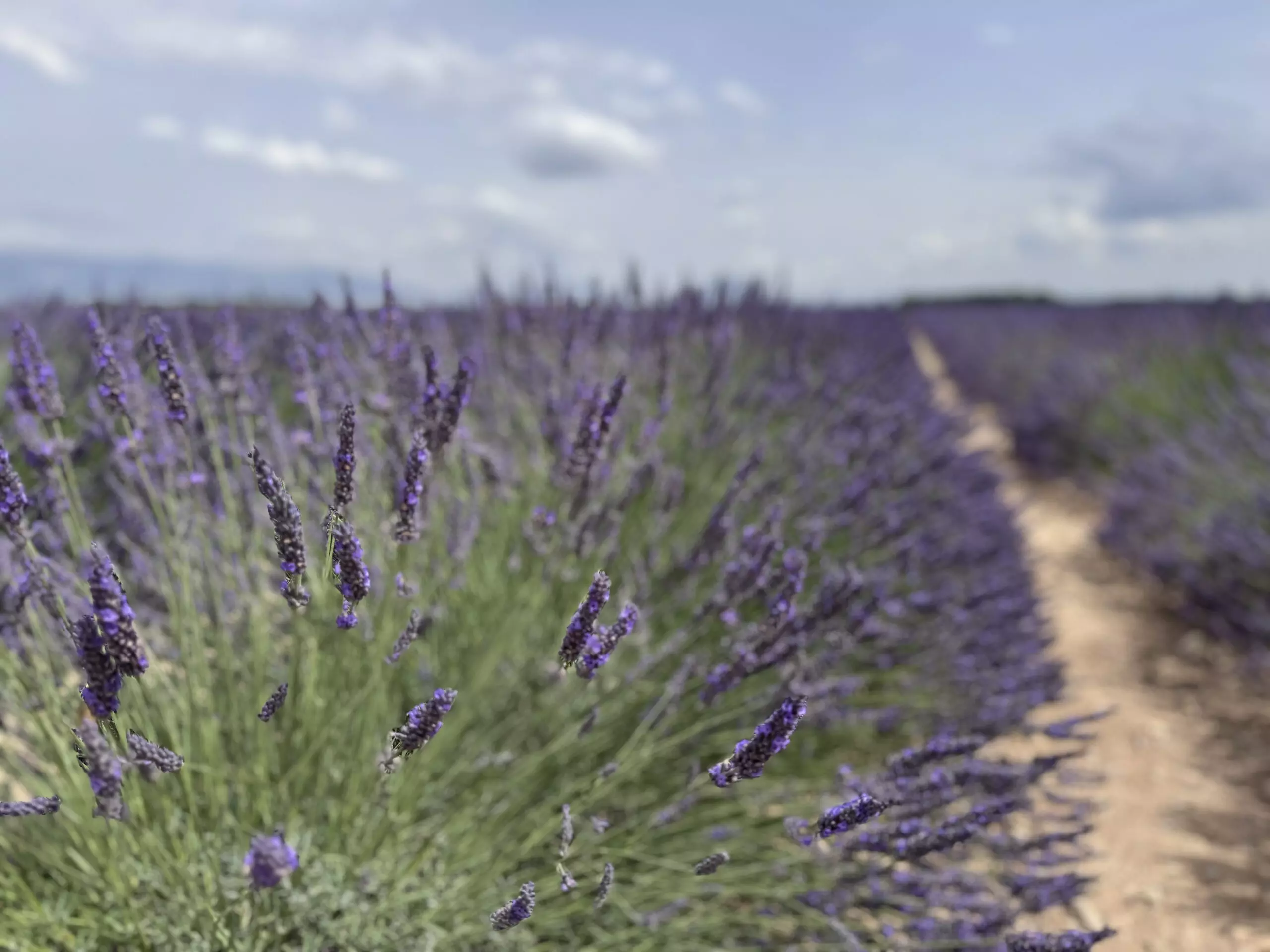 lavande-valensole-gros-plan Gros plan sur des épis de lavande en fleur sur le plateau de Valensole près des Gorges du Verdon